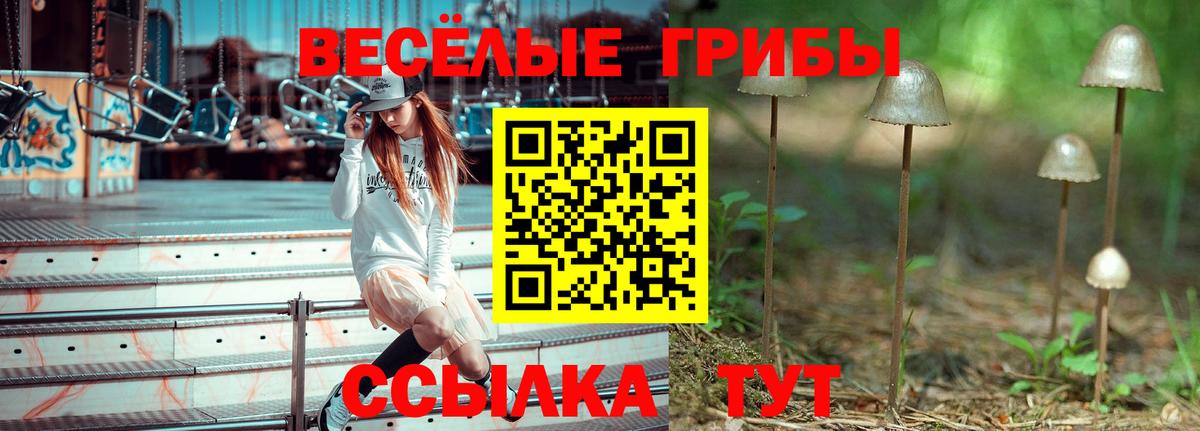 Псилоцибиновые грибы Psilocybine cubensis  Псилоцибиновые грибы прущие грибы  Кохма 